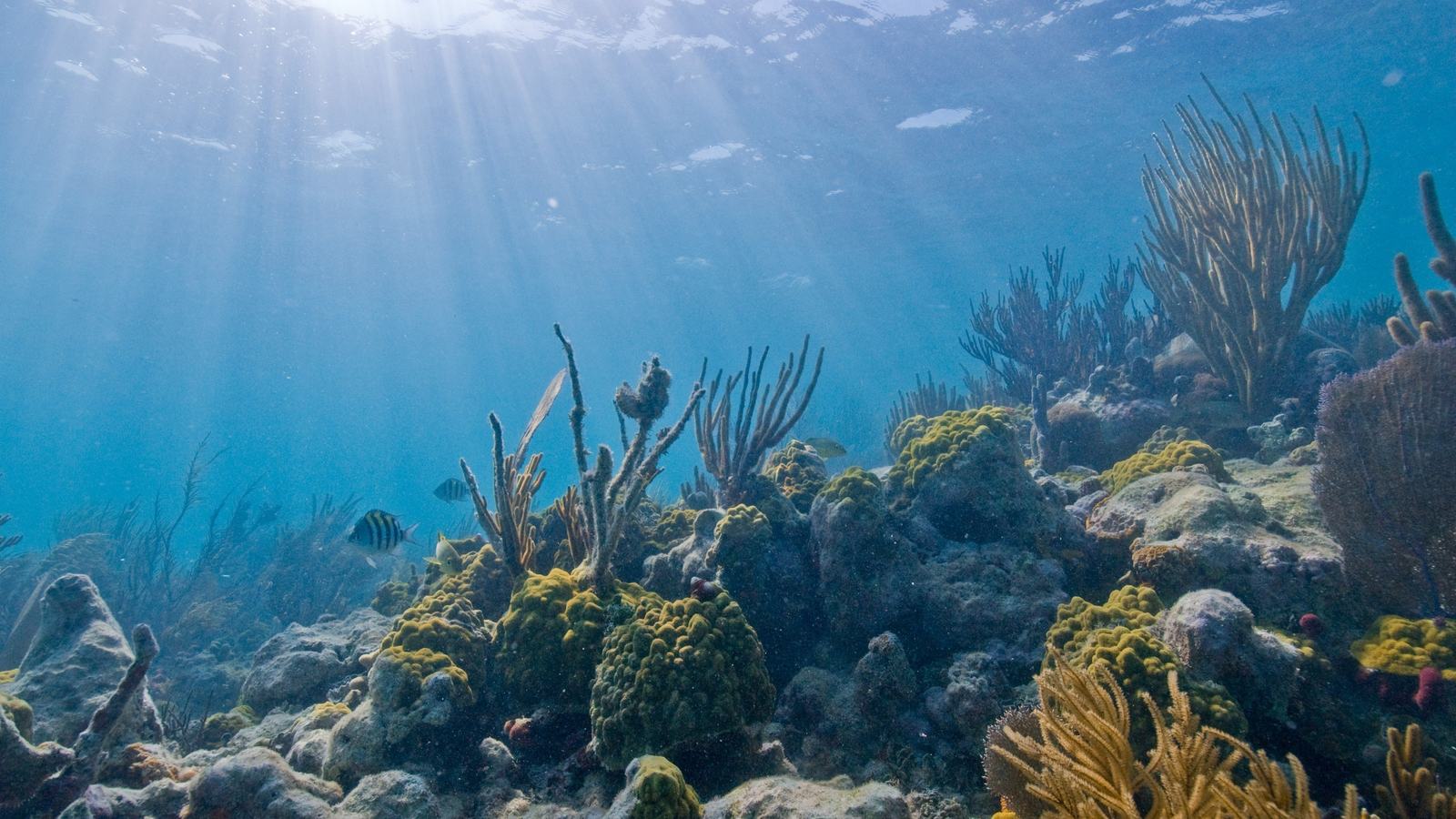 National Park Service, Biscayne National Park waters and reef landscape; contextual image