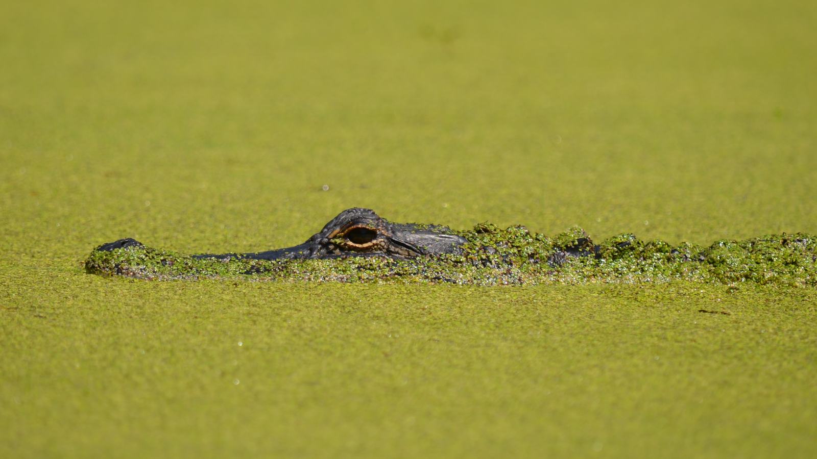 US National Park Service — Barataria Preserve official photograph