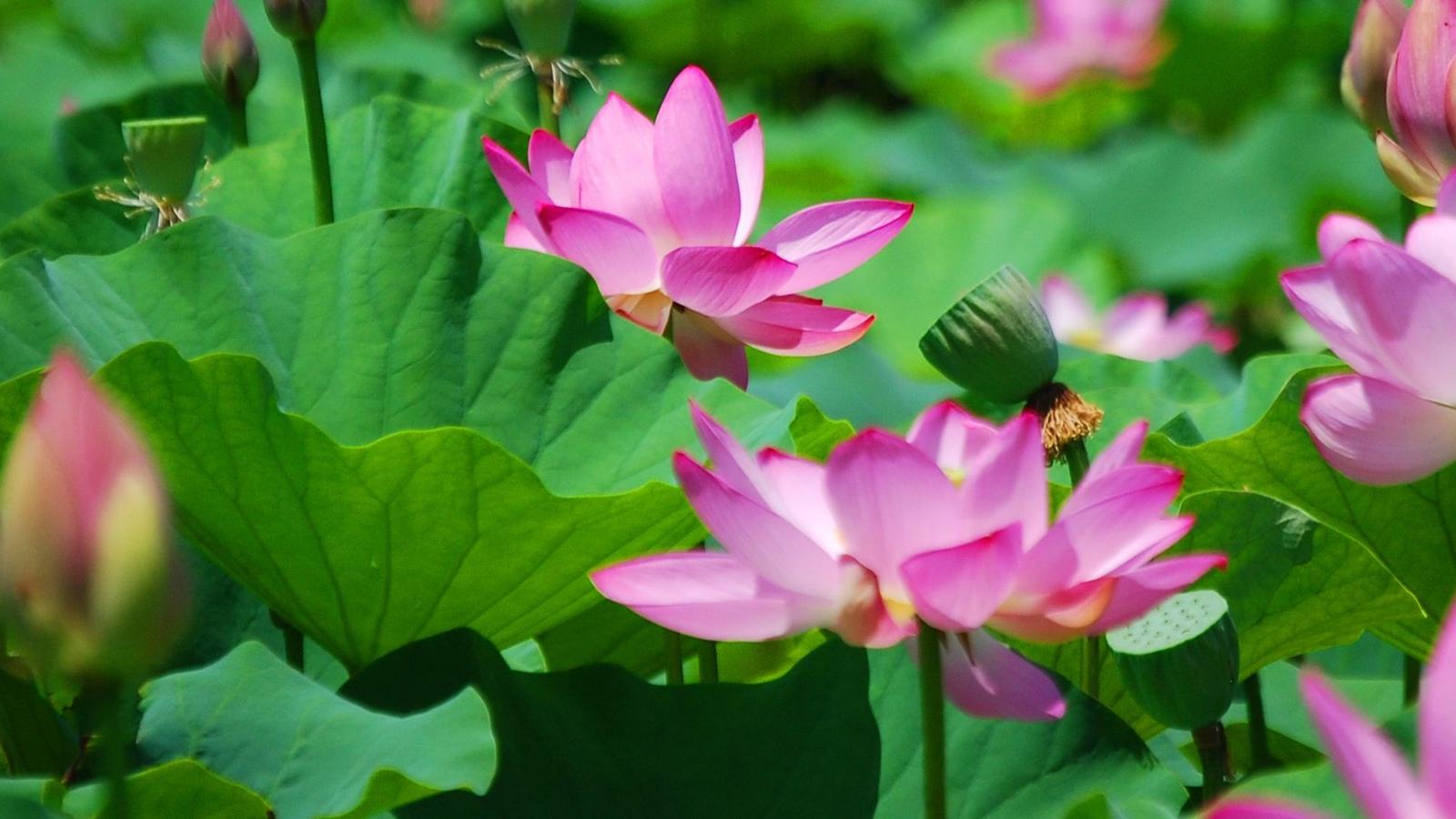US National Park Service / Kenilworth Park & Aquatic Gardens