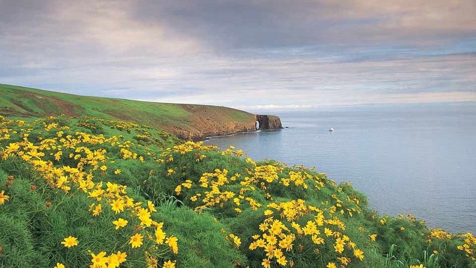 Tim Hauf / National Park Service — official Santa Barbara Island photograph