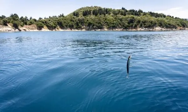 Live Bait vs. Artificial Lures: How Do They Work? — official Discover Boating image