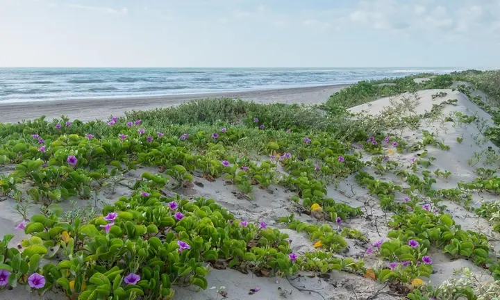 Padre Island's Laguna Madre: Small-Boat Access Without Damaging Seagrass - National Park Service image