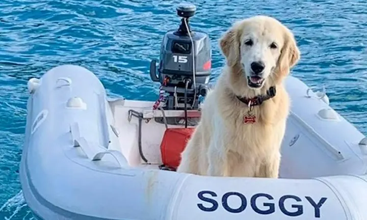 Pirate the Dog Shows How Pets Can Become Part of Life Afloat — official Yamaha Blue Life image
