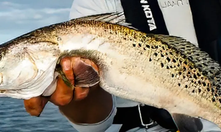 Sea Trout Reward Quiet Boat Handling and Attention to Shallow-Water Detail — official Yamaha Blue Life image
