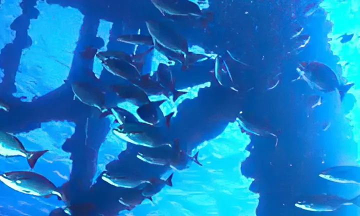 Artificial Reefs Can Turn Bare Bottom Into Productive Fishing Habitat — official Yamaha Blue Life image