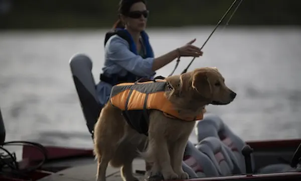 The Top Tips for Taking Your Dog Boating — official Discover Boating image