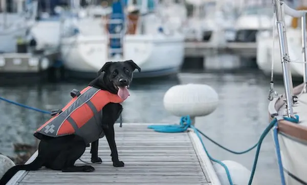 What You Need to Know Before Boating With Your Dog — official Discover Boating image