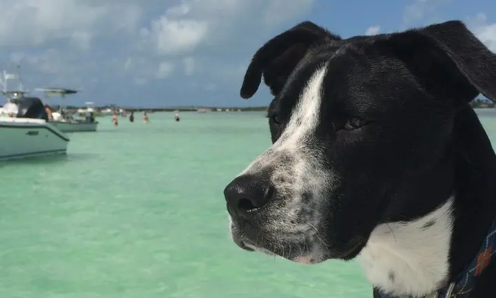 Dogs Can Enjoy Boating When Owners Plan for Shade, Water and Safe Boarding — official Yamaha Blue Life image