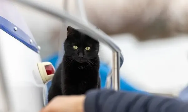 5 Tips for Boating with Cats — official Discover Boating image