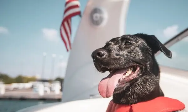 Go Fishing with Your Dog: 4 Must-Know Tips — official Discover Boating image