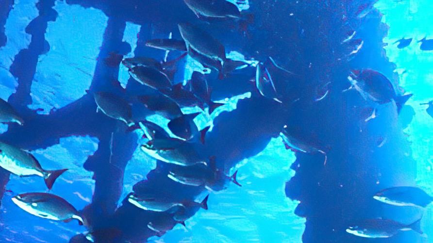 Artificial Reefs Can Turn Bare Bottom Into Productive Fishing Habitat — official Yamaha Blue Life image