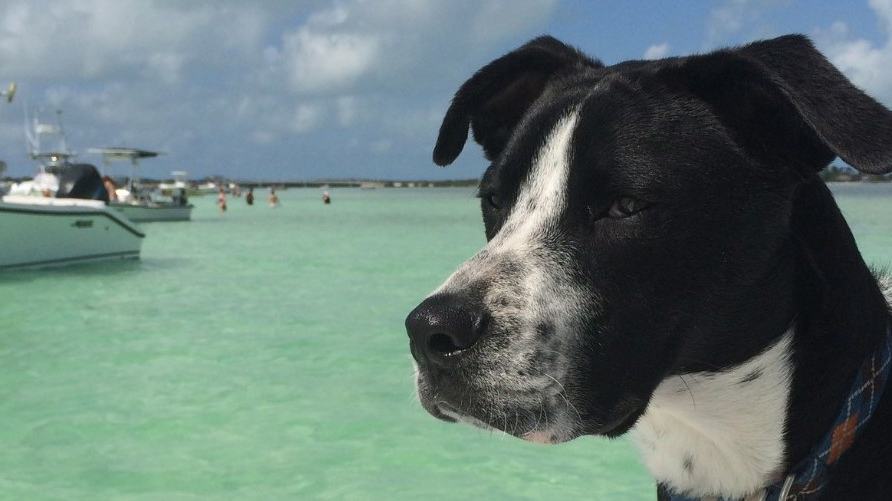 Dogs Can Enjoy Boating When Owners Plan for Shade, Water and Safe Boarding — official Yamaha Blue Life image