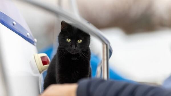 5 Tips for Boating with Cats — official Discover Boating image