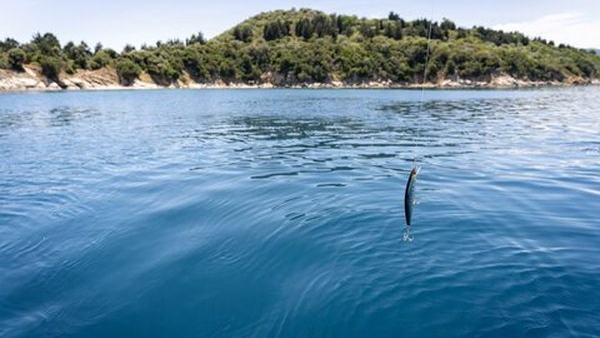 Live Bait vs. Artificial Lures: How Do They Work? — official Discover Boating image