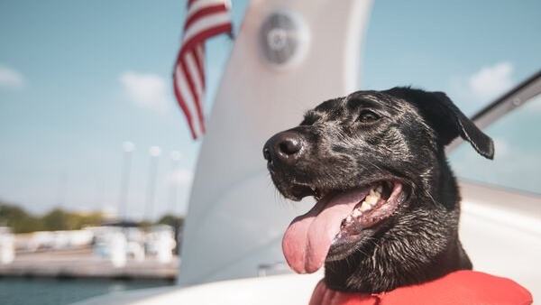 Go Fishing with Your Dog: 4 Must-Know Tips — official Discover Boating image