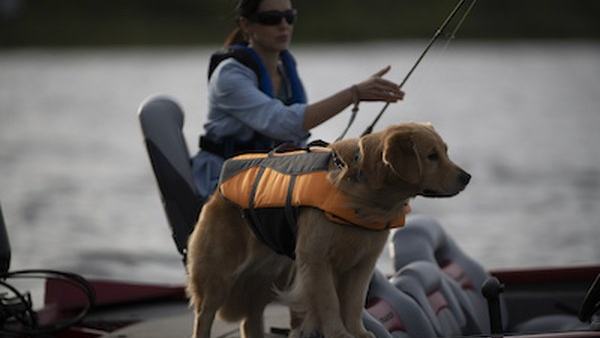 The Top Tips for Taking Your Dog Boating — official Discover Boating image