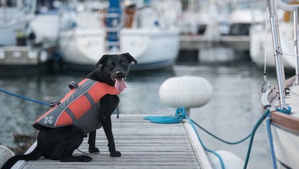 What You Need to Know Before Boating With Your Dog — official Discover Boating image
