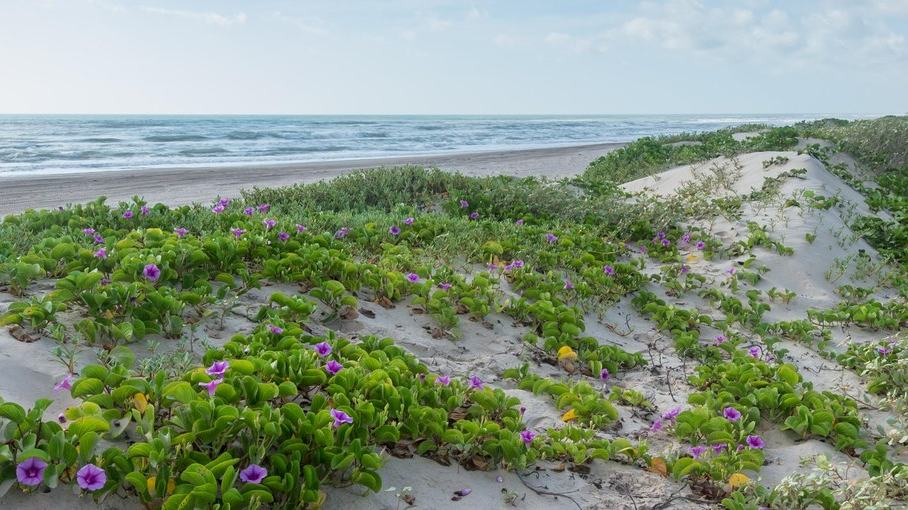 Padre Island's Laguna Madre: Small-Boat Access Without Damaging Seagrass - National Park Service image