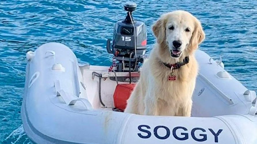 Pirate the Dog Shows How Pets Can Become Part of Life Afloat — official Yamaha Blue Life image