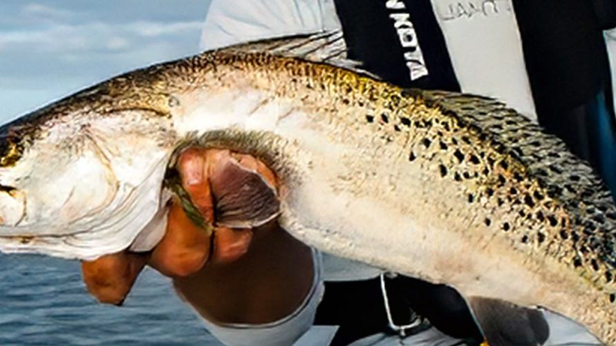 Sea Trout Reward Quiet Boat Handling and Attention to Shallow-Water Detail — official Yamaha Blue Life image