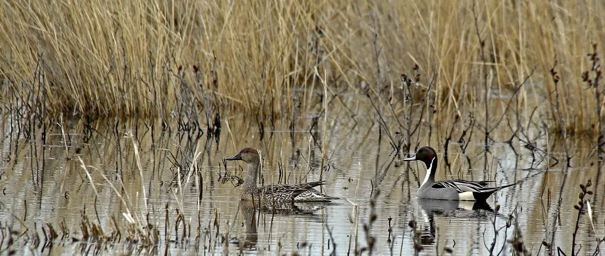 Official US Fish and Wildlife Service pintail photograph | Cold Springs Reservoir Closes to All Boats Until March to Protect Waterfowl