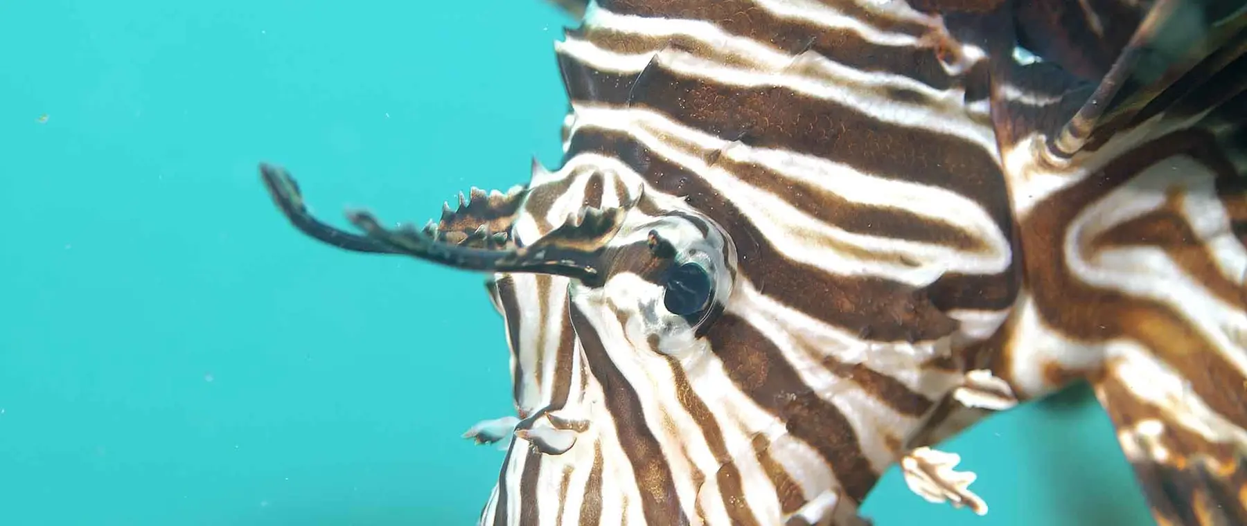 Official Florida FWC lionfish photograph by Don DeMaria | Florida's 2026 Lionfish Challenge Reports Record 36,187 Fish Removed
