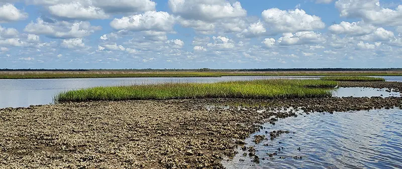 Official Florida Fish and Wildlife Conservation Commission oyster habitat photograph | Florida Invites Big Bend Oyster Harvest Feedback at October 26 and 29 Workshops