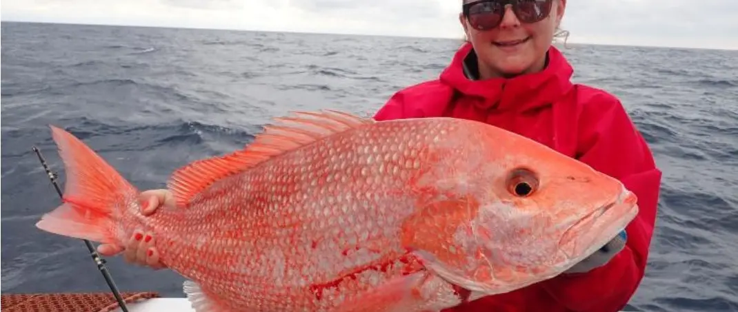 Official NOAA Fisheries red snapper photograph | Florida Atlantic Red Snapper Trial Ends as Gulf Private-Boat Weekend Continues