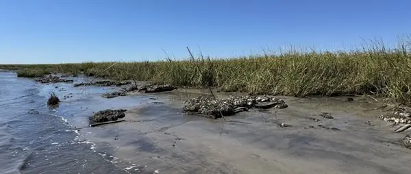 Yamaha-Backed Study Links Oyster Reef Restoration With Salt Marsh Growth — official Yamaha Marine image