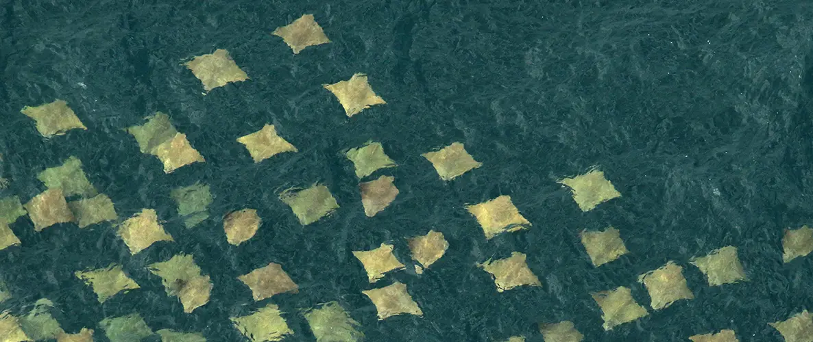 Official Florida FWC cownose ray photograph | Florida Cownose Ray Harvest Limits Still Await Decision After August Deferral