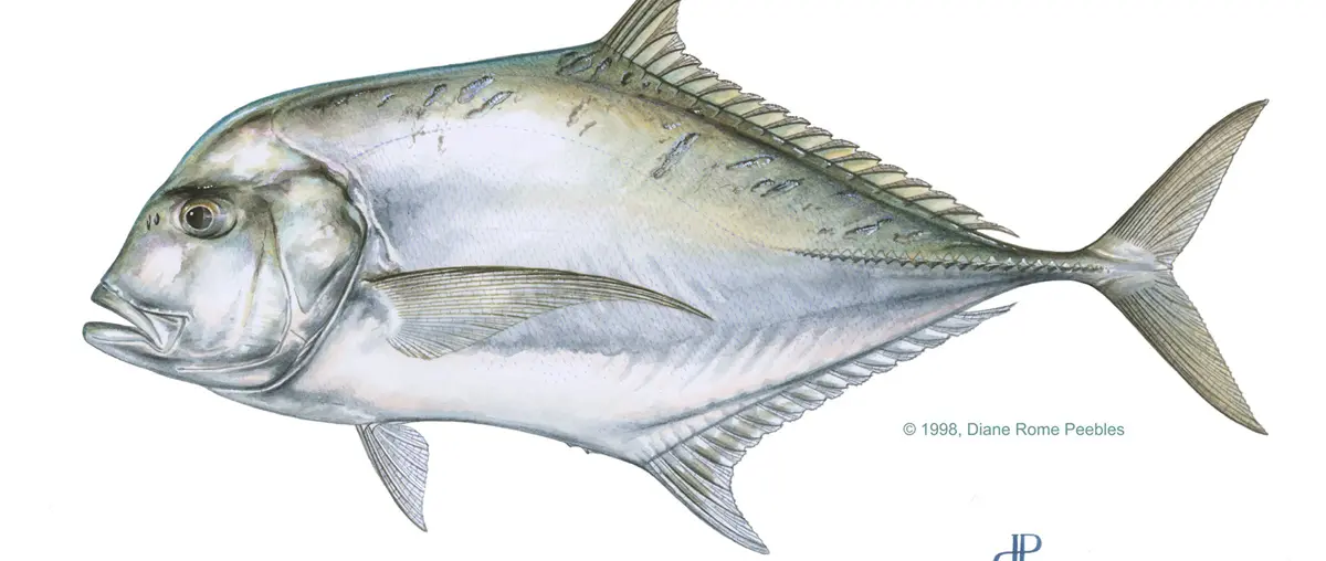 Official FWC African pompano species artwork, credit Diane Rome Peebles | Florida African Pompano Rules Under Review Ahead of March 2027 Meeting