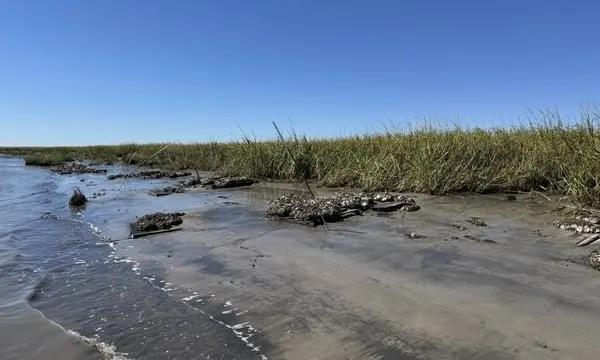 Yamaha-Backed Study Links Oyster Reef Restoration With Salt Marsh Growth — official Yamaha Marine image