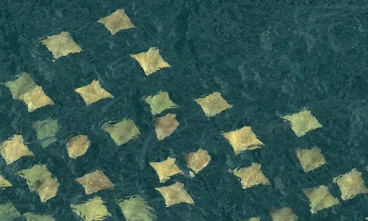 Official Florida FWC cownose ray photograph | Florida Cownose Ray Harvest Limits Still Await Decision After August Deferral