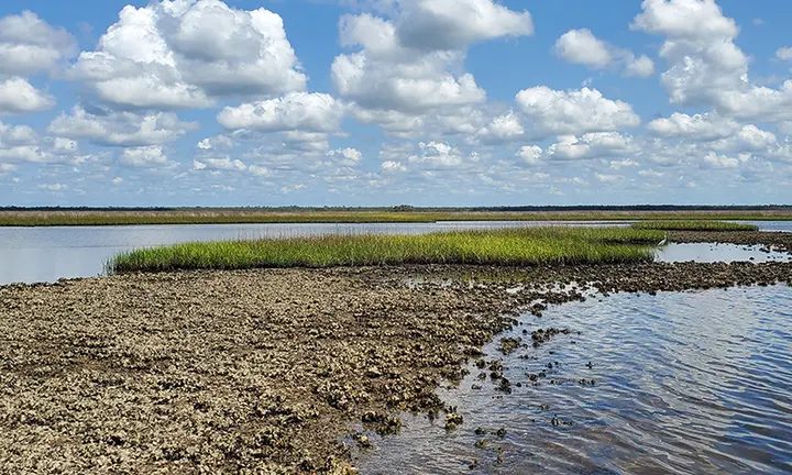 Official Florida Fish and Wildlife Conservation Commission oyster habitat photograph | Florida Invites Big Bend Oyster Harvest Feedback at October 26 and 29 Workshops