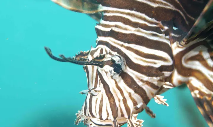 Official Florida FWC lionfish photograph by Don DeMaria | Florida's 2026 Lionfish Challenge Reports Record 36,187 Fish Removed