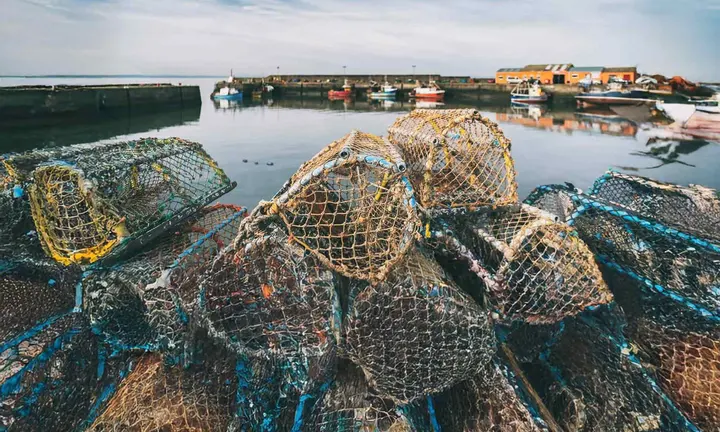 Report your entanglements — official Royal Yachting Association image