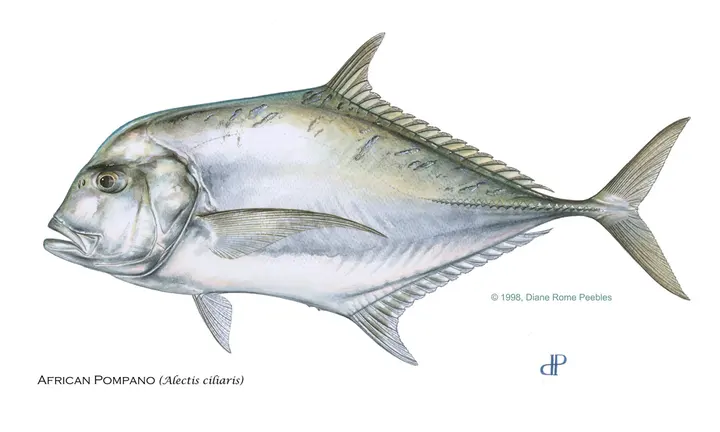 Official FWC African pompano species artwork, credit Diane Rome Peebles | Florida African Pompano Rules Under Review Ahead of March 2027 Meeting