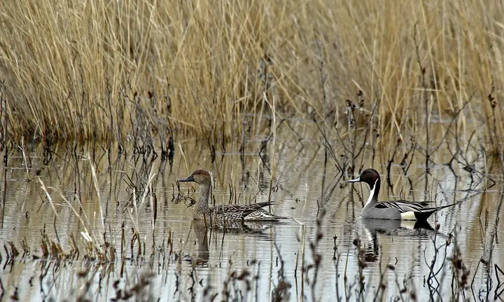 Official US Fish and Wildlife Service pintail photograph | Cold Springs Reservoir Closes to All Boats Until March to Protect Waterfowl