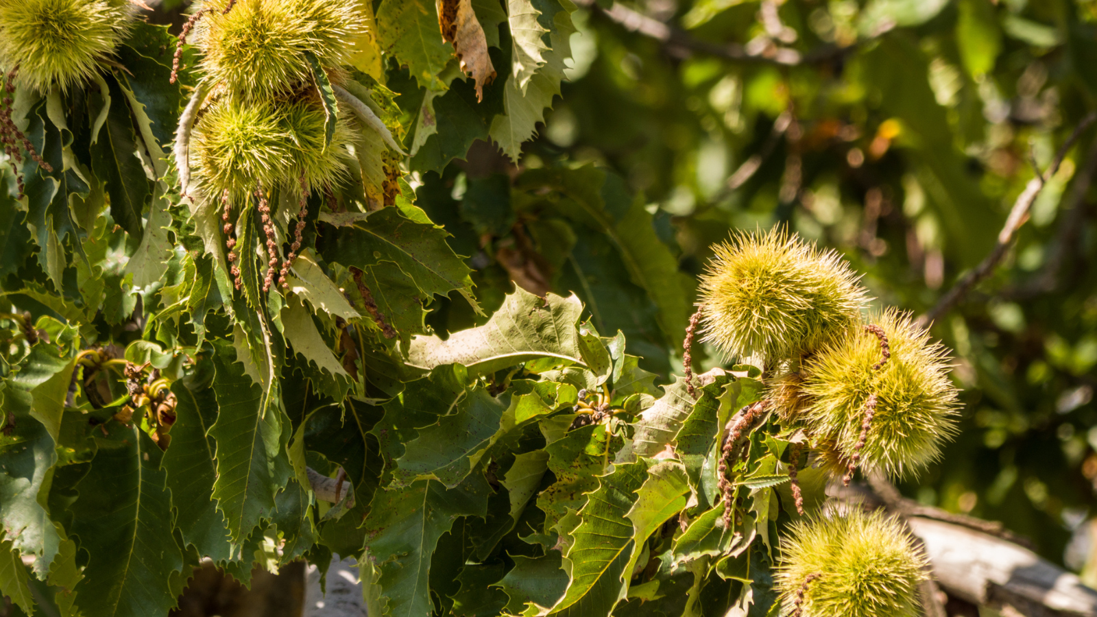 Official tourism image for autumn Sicily
