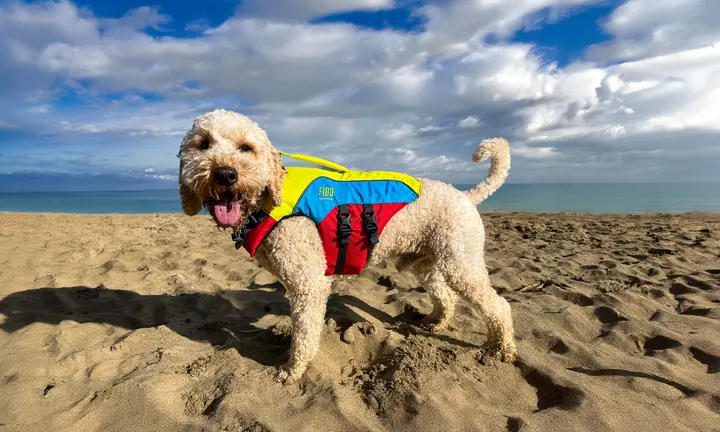 Official Spinlock FIDO dog flotation aid image
